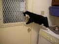 my cat