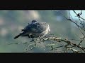 ciervos comiendo encinas Luis MIguel Dom�nguez