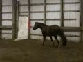 MR GOOD N FANCY-AQHA ZIPPOS MR GOODBAR STALLION, PT EARNER