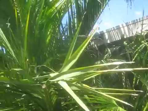 how to fertilize canary island date palm