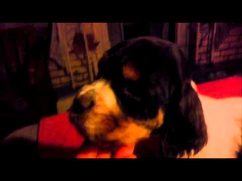 Pee Wee - Tri Colored AKC English Springer Spaniel Pup