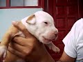 .: American Pit Bull Terrier :.