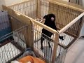 かわい過ぎるあくび