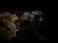 ResidentEvil2 Claire eat loop voice MAD