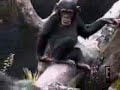 ANIMALS (166) ANIMALS (166)