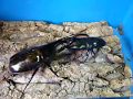 ヘラクレス dynastes hercules