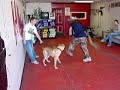 Coby the Presa Canario in Training 1
