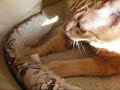 マッサージ猫(Cat Massage)