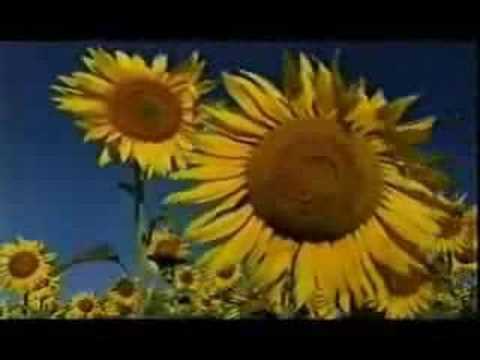 De HO´OPONOPONO para sanar heridas y tener una vida plena De HO´OPONOPONO para sanar heridas y tener una vida plena