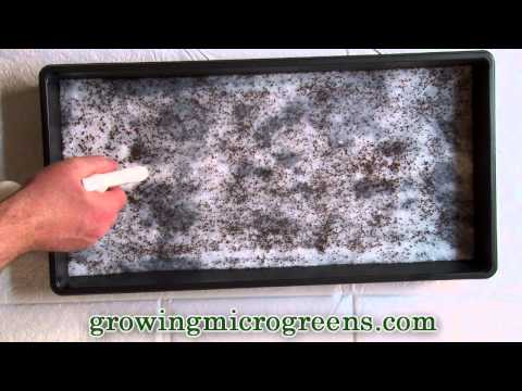 how to grow microgreens