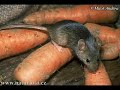 T2 (TIKUS-TIKUS HUMOR CLIP)