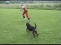 Rottweiler biting and killing figurant IPO Rottweiler biting and killing figurant IPO