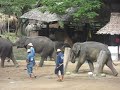 Cute, Playful Baby Elephant in Thailand