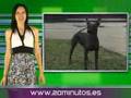 Telurica TV 321 - Apple en videojuegos y El Potro TV 4X4