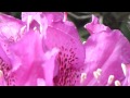 Rhododendron, pink flowers and a Honeybee - Lyngrós í blóma