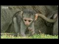 Cute baby monkeys at play - Cheeky Monkey - BBC wildlife