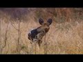 Wildcast: Black Rhino & Wild Dog interaction