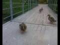 videos de 80920 3
