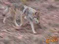 Mexican Wolves