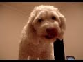 talking dog