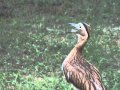 Alcaraván Venezolano / Double Striped Thick Knee / stone-curlew