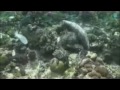 Shark Finning