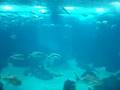 Oceanario de Lisboa