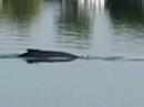Whales in the Sacramento River