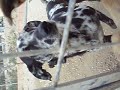 pintitas