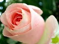 Ahmet �zhan - G�l� susuz seni asksiz birakmam
