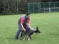 Fosco v Bayerberg - Pastor Alem�o / German Shepherd