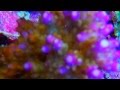 SPS Corals at SEA DWELLING CREATURES