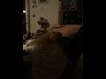 Covering Evie