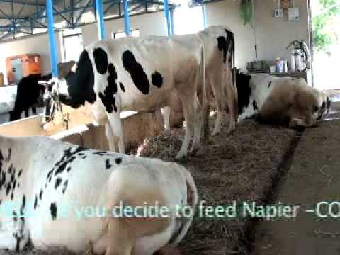 how to dairy farming in india