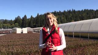 #191 Blueberry production at Fall Creek Nursery - Interview with Amelie Brazelton Aust