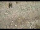 Deer Tracks Deer Tracks