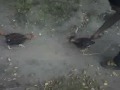 Vídeo 093009 001