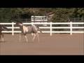 videos de ziggy