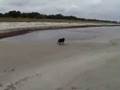 Australian Kelpies