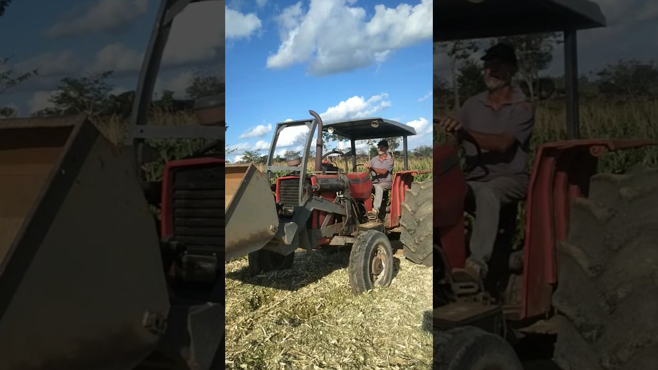 descarregando silagem