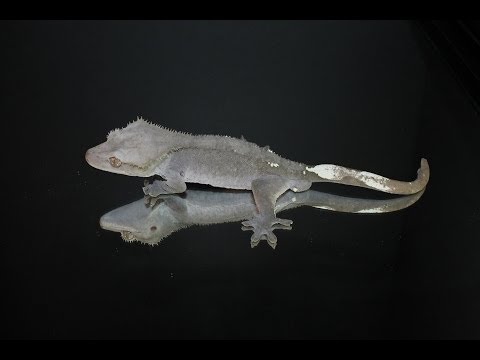 YouTube reptile video