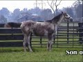 Bull inthe Heather Famous Race Horse \"Old Friends\" Bull inthe Heather Famous Race Horse \"Old Friends\"