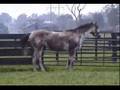 Bull inthe Heather Famous Race Horse Old Friends