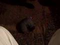 fift female (she'is gray)