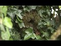 Wren Leaving Nest
