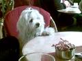 videos de Bichon Maltese