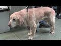 Promotie Dierenambulance Rotterdam En Omstreken (REO)