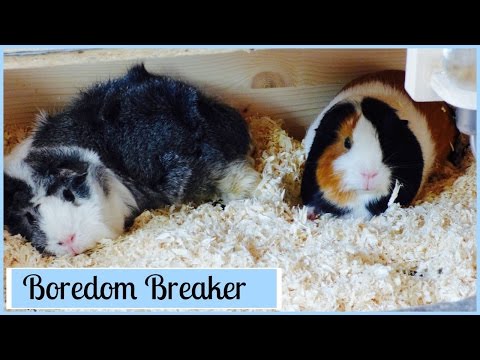 video-linktoworks-Boredom Breaker Tips for Guinea Pigs