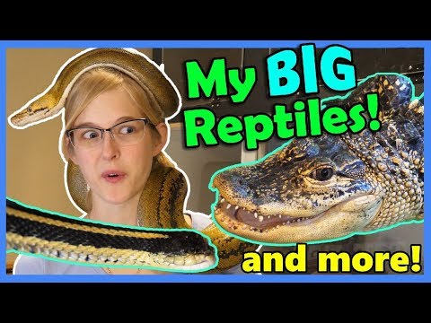 YouTube reptile video
