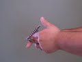Balisong Instructional : Basic Horizontal